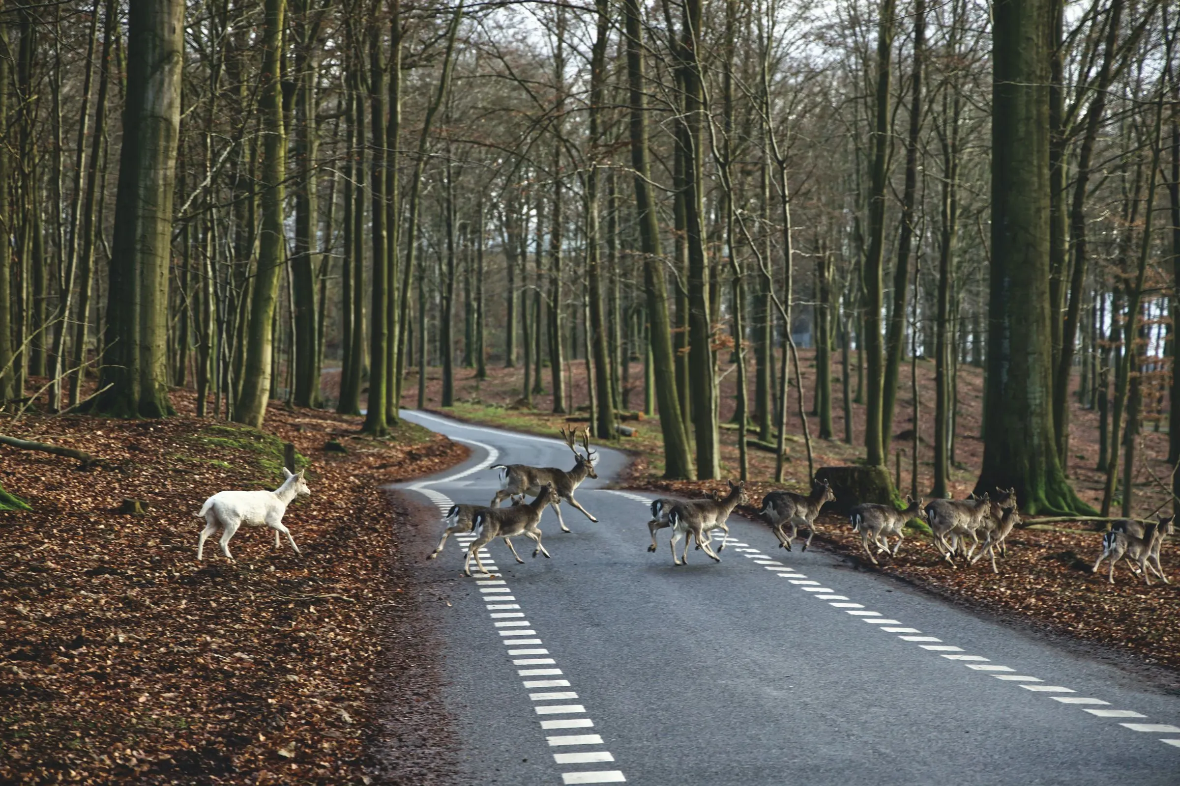 Rehe überqueren im Herbst eine kurvenreiche Waldstraße